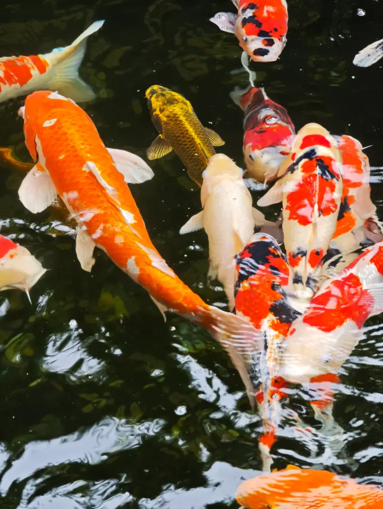 La Koi dorée impériale * Tokyo, Japon (e-photo)