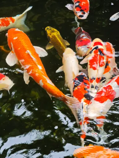 La Koi dorée impériale * Tokyo, Japon (e-photo)