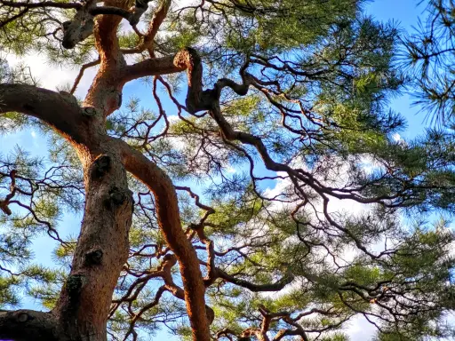 Toile de pin ou un  (e-photo)